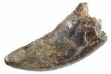 Tyrannosaur (Nanotyrannus) Tooth - Montana #357076-1